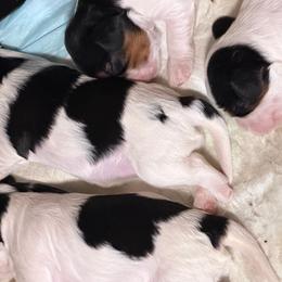 Girl 2 - Tri-color female Cavalier King Charles Spaniel puppy in Kalama, Washington from Beautiful Cavaliers