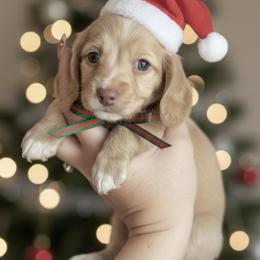 Cashew - Cream male Dachshund puppy in 77304, Texas from Little Valley Puppies