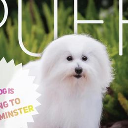 Cotons de Tulear from Firebird Show Dogs