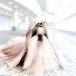 Leo - Shih Tzu