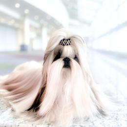 Leo - Shih Tzu