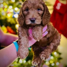 Vidia - Red  female Goldendoodle puppy in Smithville, Tennessee from Gingerdoodles
