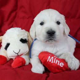 Golden Retrievers from Bullock's Golden Retrievers, LLC