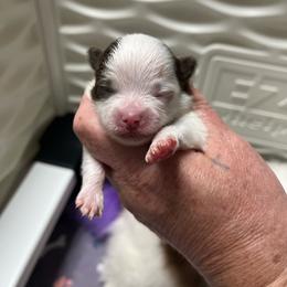 Girl 1 - Chocolate parti female Pomeranian puppy in Maplefalls, Washington from Snow peak poms
