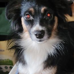 Toy Australian Shepherds from Casual Country Aussies