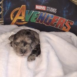 Yelena ( White collar) - Merle female Schnoodle puppy in Novinger, Missouri from Stormi Sky Schnoodles