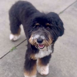 Scarlett - Aussiedoodle