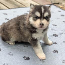 Willie - Male - Black and white male Pomsky puppy in Hurleyville, New York from My Crazy Pomskys