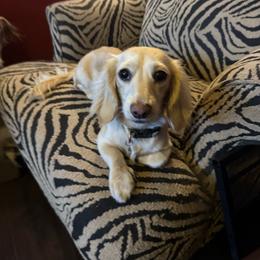 Bailee - Dachshund