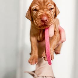 Girl 4 - Golden rust Vizsla puppy in Grady, Alabama from Rebel Heart Vizslas