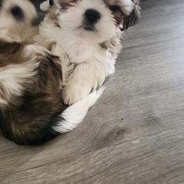 Shih Tzu Puppies from Shih Tzu Kennels