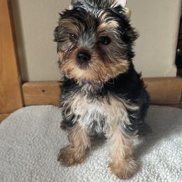 Yorkshire Terrier Puppies from Bohemian Beauty Yorkshire Terrier