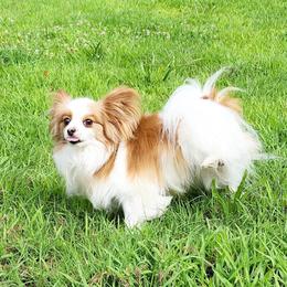 Bandit - Papillon