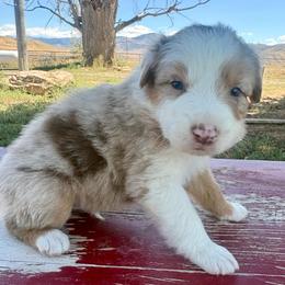 Goldie - Red merle male Australian Shepherd puppy in Preston, Idaho from KC Bar Ranch Aussies