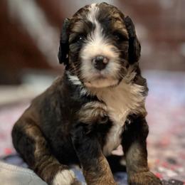 Republic - Sable male Bernedoodle puppy in Kansas City, Missouri from Beary GoldenDoodles