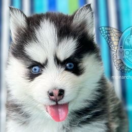 BUNNIE’S FEATHER - Black and white Pomsky puppy in Greeley, Colorado from Monarch Pomskies | Northern Colorado