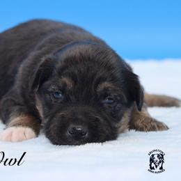 Owl - Black tri male Miniature Australian Shepherd puppy in Weeki Wachee, Florida from Arlington's Mini Aussies