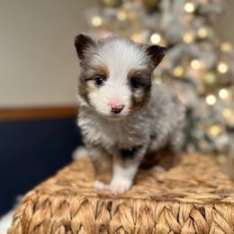Ollie - Blue merle male Miniature American Shepherd puppy in Ash Grove, Missouri from 3 Barrels Farms, LLC