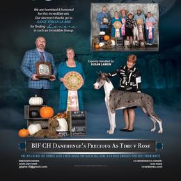 Great Dane All Grown Up from ROSE GREAT DANES