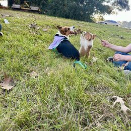 Pembroke Welsh Corgi Puppies from Carolina cotton candy corgis