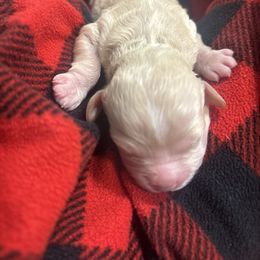 Charley - Brown female Cockapoo puppy in Paradise, Texas from 4W’s F2 Cockapoos