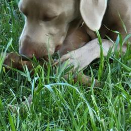 Jellie - Weimaraner