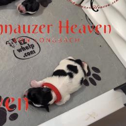 Colby AKC (red collar) - Parti male Miniature Schnauzer puppy in Pelzer, South Carolina from Schnauzer Heaven Von Longbach