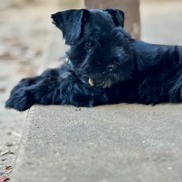 Gru - Black male Miniature Schnauzer puppy in Sumner, Texas from 3M Kennels, LLC