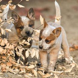 Australian Cattle Dog puppies from Cobalt Kennels
