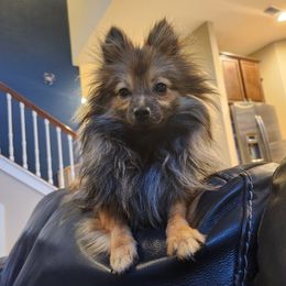 Pomeranian Puppies from Sherlock’s Poms