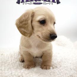 Arma - Cream female Dachshund puppy in Wylie, Texas from Lawson's Kennel