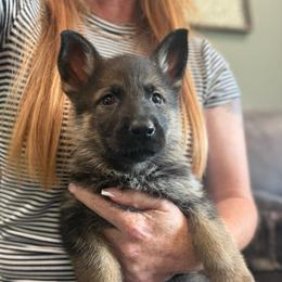 Light blue collar - Sable female German Shepherd puppy in Canterbury, Connecticut from Nachtwaechter German Shepherds, LLC
