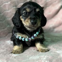 Scarlet - Black and cream female Dachshund puppy in Lincoln, Arkansas from Red Dirt Dachshunds
