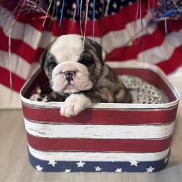 Slate - Brindle female Bulldog puppy in Mount Airy, North Carolina from PrimeCut Bulldogs