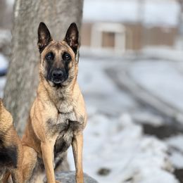 Banchee - Belgian Malinois