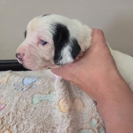 Vance - Black white and brown male Basset Hound puppy in Denison, Texas from Emma Lou's Baby Bassets