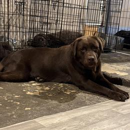 Harry - Chocolate male Labrador Retriever puppy in Wilson’s, Virginia from Cedar Hill Farm Labradors