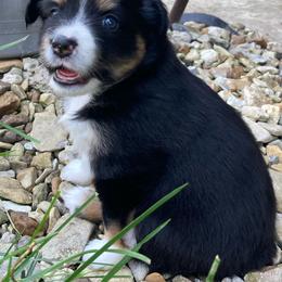 Miniature Australian Shepherd Puppies from Fancy Creek Mini Aussies