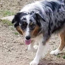 Jade - Australian Shepherd