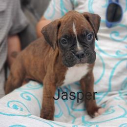 Jasper - Brindle male Boxer puppy in Newville, Pennsylvania from Zimmerman's Pets