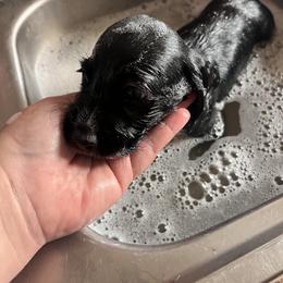 Dachshund Puppies from Edgewood Acres Miniature Longhair Dachshunds