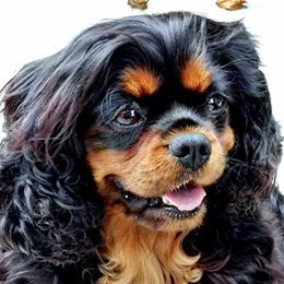 Hazel - Cavalier King Charles Spaniel