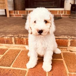 Orange collar - Cream male Goldendoodle puppy in Inman, South Carolina from Grace Filled Golden’s