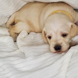 Girl 3 - White Schnoodle puppy in Leitchfield, Kentucky from Eveleigh Acres Puppies
