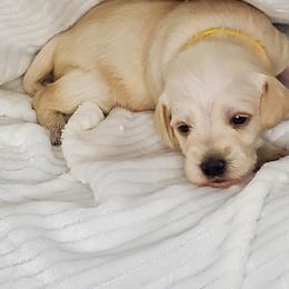 Girl 3 - White Schnoodle puppy in Leitchfield, Kentucky from Eveleigh Acres Puppies