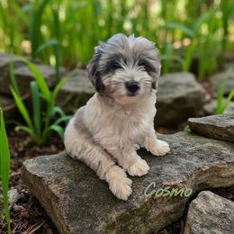 Cosmo - Blue merle male Aussiedoodle puppy in Lebanon, Oregon from Abbott Family Farm