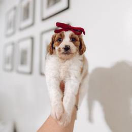 Sugar - Blenheim female Cavapoo puppy in Colcord, Oklahoma from Copper Lane Aussies, Doodles & Cavapoos