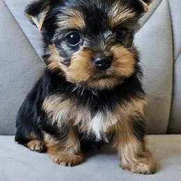 Peanut - Black and gold female Yorkshire Terrier puppy in San Leandro, California from For the Love of Yorkies
