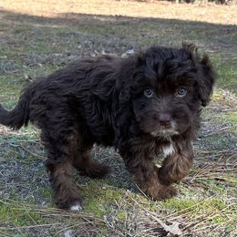 Raya - Red tri Miniature Australian Shepherd puppy in Paris, Texas from Kuttin’ Up Mini Aussies