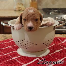 Linguini (Pink Collar) - Apricot female Goldendoodle puppy in Guthrie, Oklahoma from Edmond Doodles, LLC